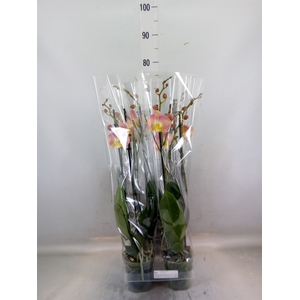 Phalaenopsis   ...rose