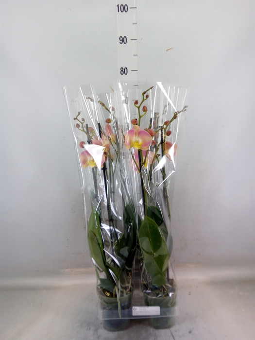 <h4>Phalaenopsis   ...rose</h4>