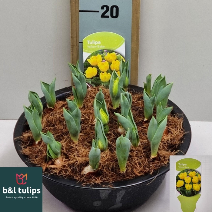 <h4>TUL YELLOW BABY</h4>