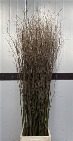 <h4>Salix Tortuosa</h4>