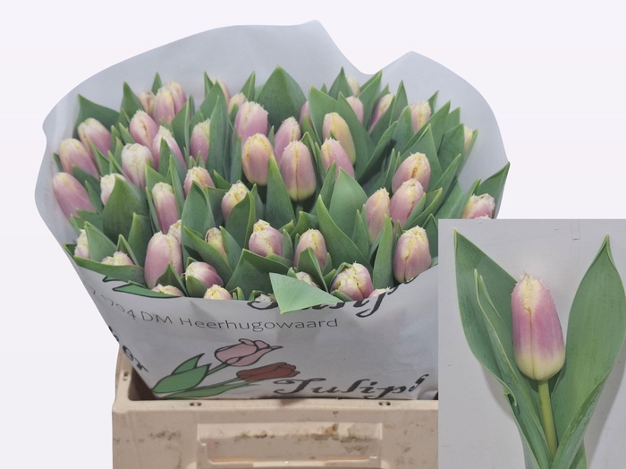 <h4>TU FR SIESTA</h4>