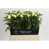 Paeonia Duchesse De Nemours