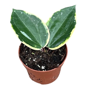 Hoya Overig Macrophylla Albo Round Leaf