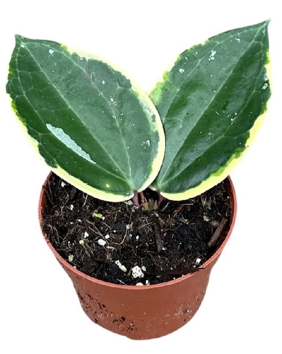 <h4>Hoya Overig Macrophylla Albo Round Leaf</h4>