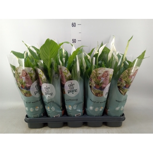 Spathiphyllum  'Torelli'