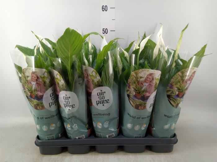 <h4>Spathiphyllum  'Torelli'</h4>