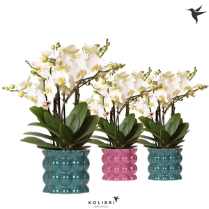 Kolibri Orchids Phalaenopsis Blossom Lausanne 6 spike in Cotton pot green mix