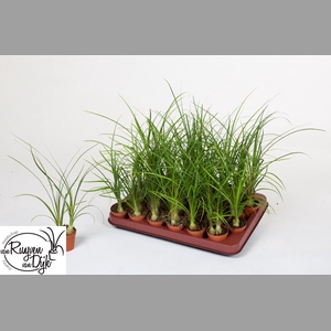 BEAUCARNEA RECUR