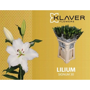 Li Or Signum 3+ Klaver Lily