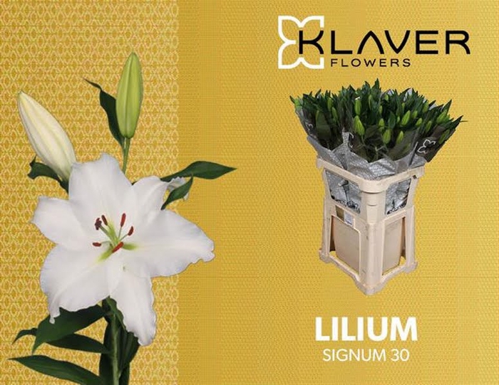 <h4>Li Or Signum 3+ Klaver Lily</h4>