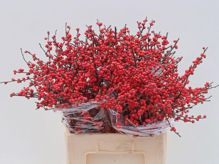 <h4>ILEX VE RODE BES</h4>