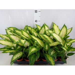 Dieffenbachia  'Camilla'