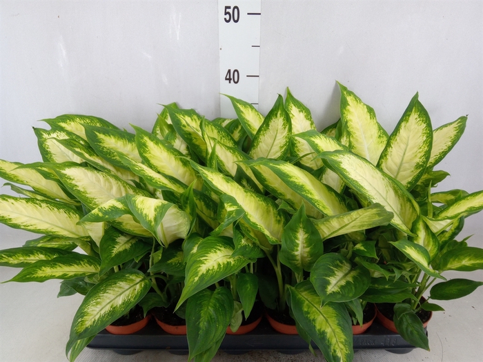 <h4>Dieffenbachia  'Camilla'</h4>