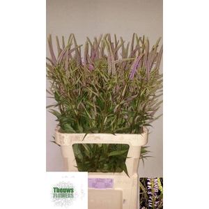 Veronicastrum Fascinatio Theews