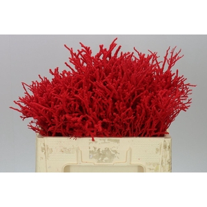 Vac Huck Flocked Red