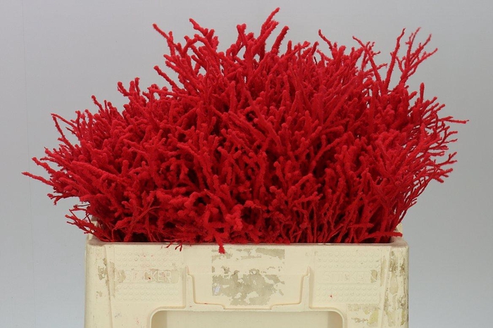 <h4>Vac Huck Flocked Red</h4>