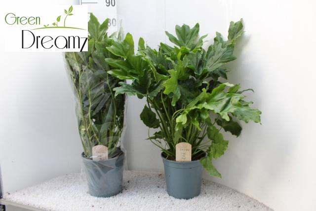 <h4>PHIL OVERIG</h4>