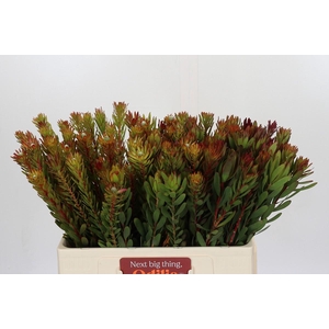 Leucadendron Safari Sunset