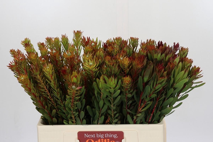 <h4>Leucadendron Safari Sunset</h4>
