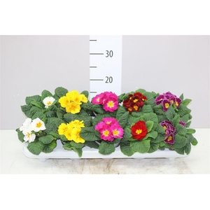 Primula Acaulis Gemengd