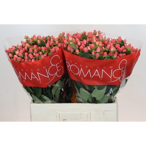 Hypericum Sweet Romance