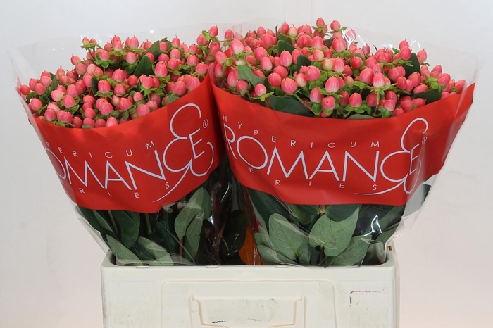 <h4>Hypericum Sweet Romance</h4>