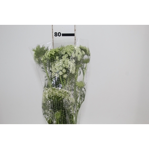 FLOR DE CENOURA BRANCO