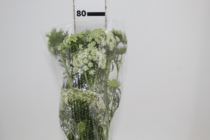 FLOR DE CENOURA BRANCO