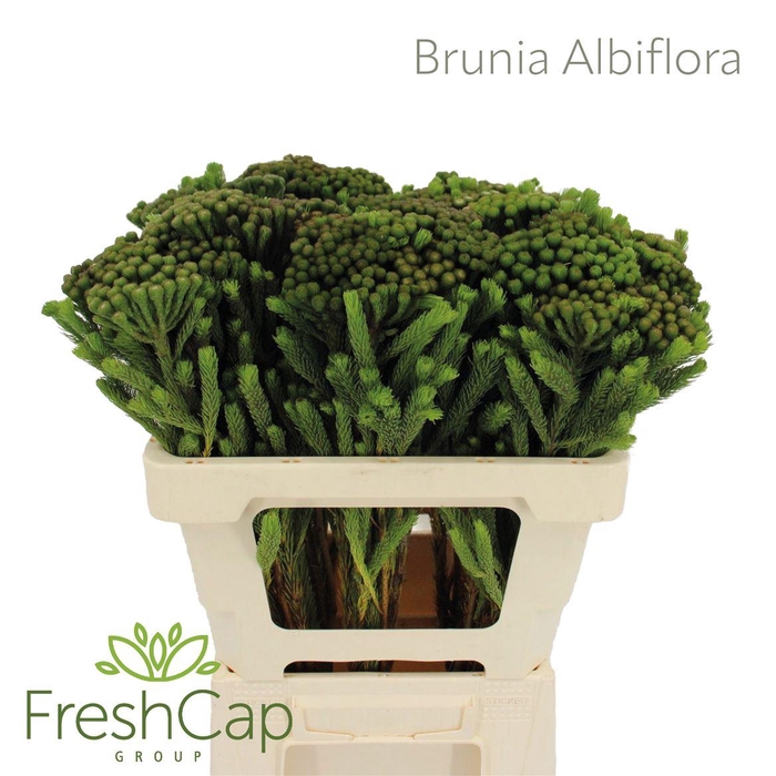 <h4>Brunia Albiflora</h4>