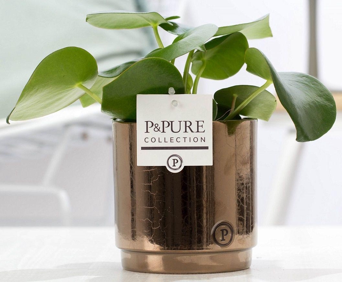 <h4>Peperomia Raindrop in P&PURE Juliette ceramics goldbronze</h4>