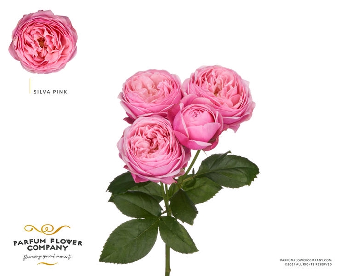 <h4>R Tr Garden Silva Pink</h4>