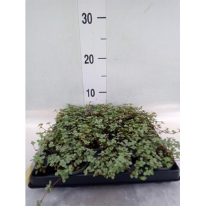 Pilea glaucophylla 'Greyzy'