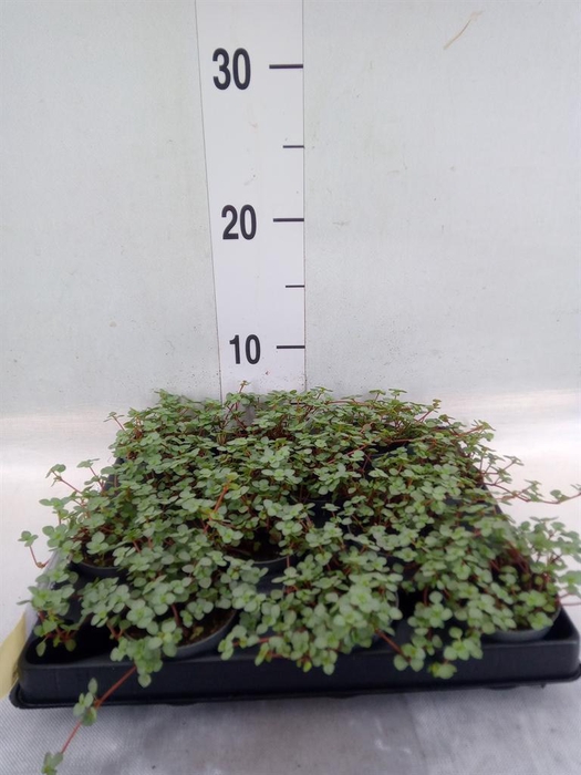 <h4>Pilea glaucophylla 'Greyzy'</h4>