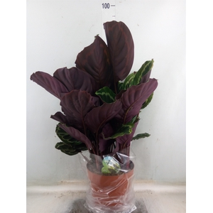 Calathea  'Medallion'