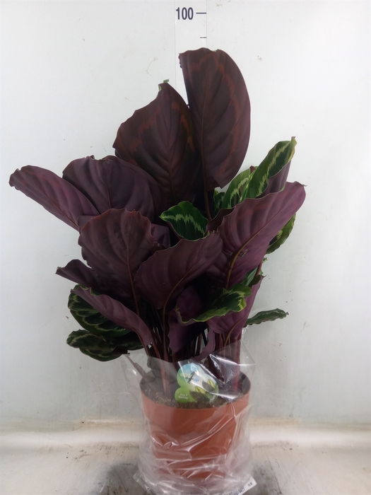 <h4>Calathea  'Medallion'</h4>