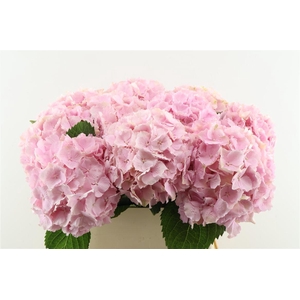 Hydr M Verena Pink 80-22