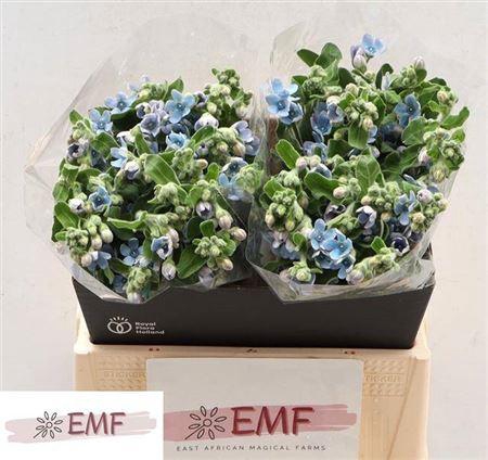 <h4>Oxy Co Tan Pure Blu</h4>