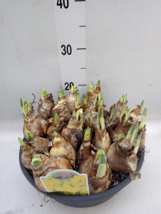 <h4>Narcissus ...</h4>