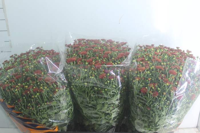 <h4>CRISANTEMO BOLA BELGA JASODA P20 VERMELHO</h4>