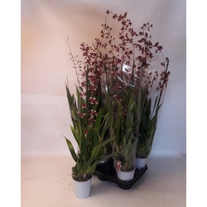 ONCIDIUM OV