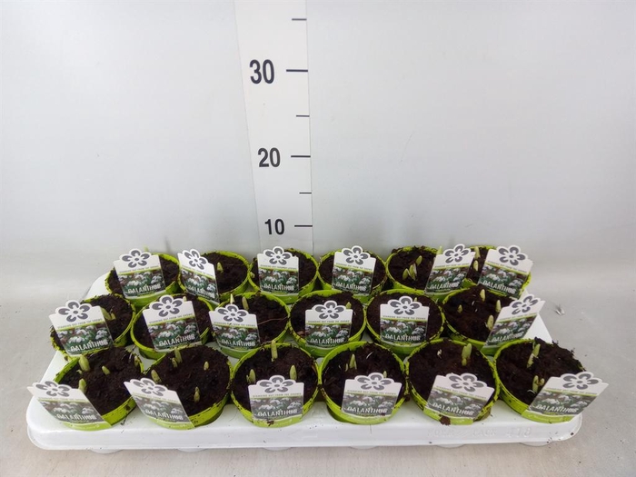 <h4>Galanthus nivalis   ...in pot</h4>