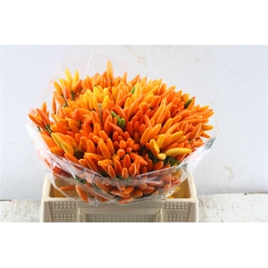 Capsicum Orange Fire