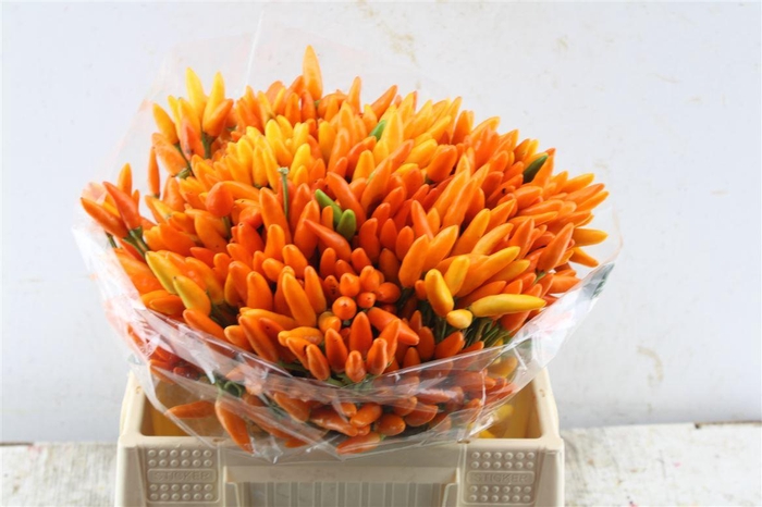 <h4>Capsicum Orange Fire</h4>