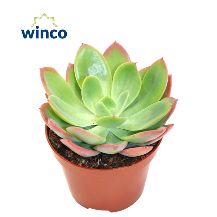 <h4>Echeveria Luella</h4>