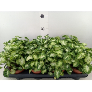 Syngonium  'Pixie'