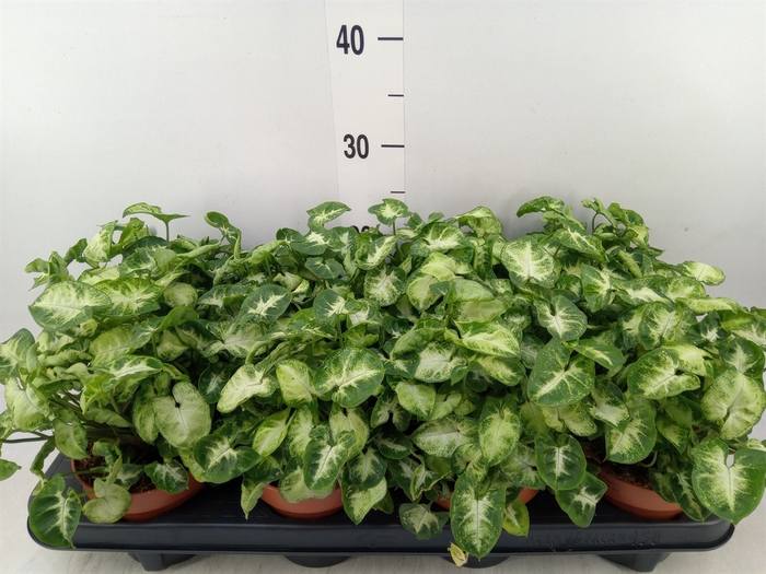<h4>Syngonium  'Pixie'</h4>