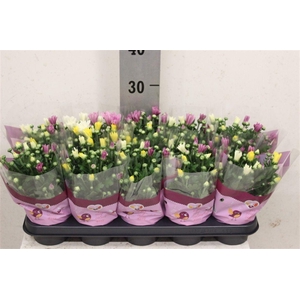 Chrysanthemum Indicum Grp gemengd per pot