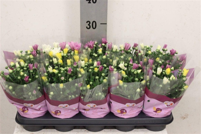 <h4>Chrysanthemum Indicum Grp gemengd per pot</h4>