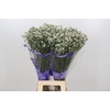 Limonium White Diamond