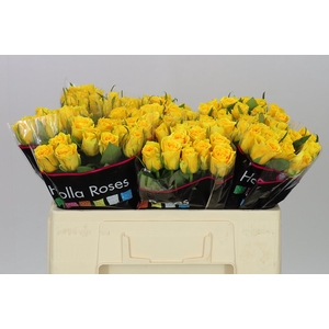 Rosa Gr Jackpot+